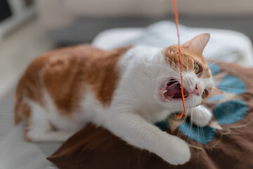 gato blanco y marron acostado sobre una almohada, muerde una hebra de hilo 2