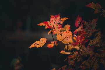 Fall coloured leaves in the forest