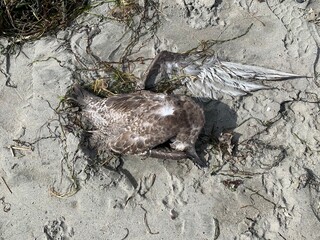 Gaviota muerta sobre la arena de la playa