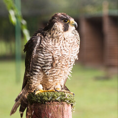 falcon hawk bird of prey