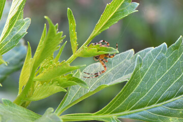 Spider on Dahlia Leaf 03