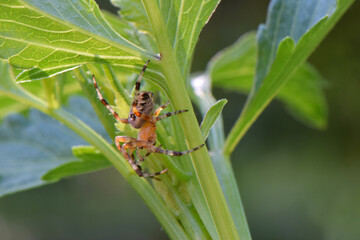 Spider on Dahlia Leaf 05