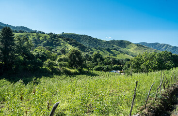 dramatic image of a farm high in the caribbean mountains of the dominican republic.