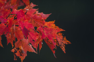 Fall coloured leaves in the forest