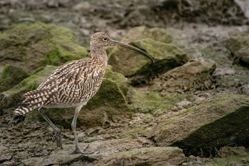 Numenius arquata - Eurasian Curlew