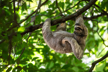 Funny sloth hanging on tree branch, cute face look, perfect portrait of wild animal in the Rainforest of Costa Rica scratching the belly, Bradypus variegatus, brown-throated three-toed sloth, relaxed