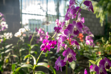 dramatic image of orchids in a caribbean nursery greenhouse in the dominican republic.