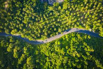 High angle view of  road pass through coconut tree forest in Khanom, Nakhon si thammarat, Thailand.