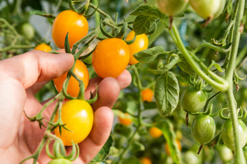 Hand picking yellow tomatoes from green bush in a garden