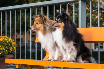 Two sheltand sheepdog sable white and black tricolor sitting outside on orange bench on summer day...