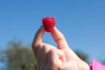 One fresh red raspberry, holded by little child hand with background of blue sky. Organic tasty...