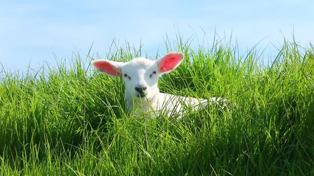 Ostseeinsel Fehmarn, Lamm den ersten Tag auf dem Deich 