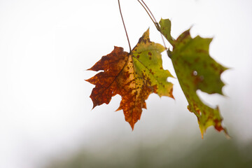 Autumnally colored maple leaves on a branch