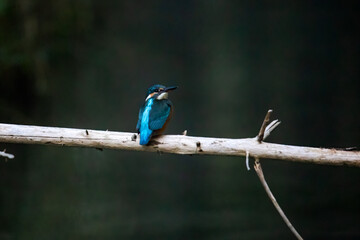 Kingfisher on a branch in the forest