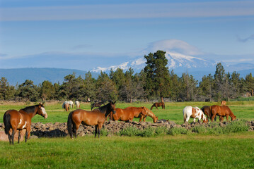 Fototapeta na wymiar Herd of horses in Field with Mount Jefferson