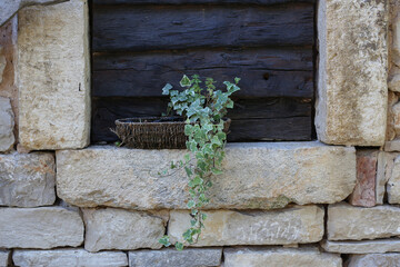 Ivy sprig grows in a basket on a stone wall
