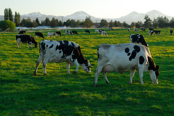 Fototapeta na wymiar Holstein cows grazing at dusk with Three Sisters mountains in Oregon