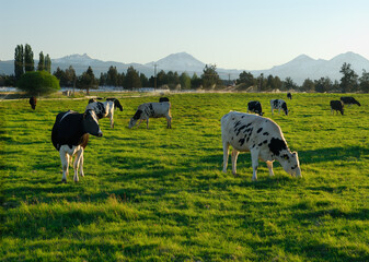 Holstein cows grazing at sundown in Oregon pasture © Reimar