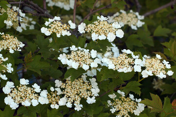 Guelder Rose flowers at springtime