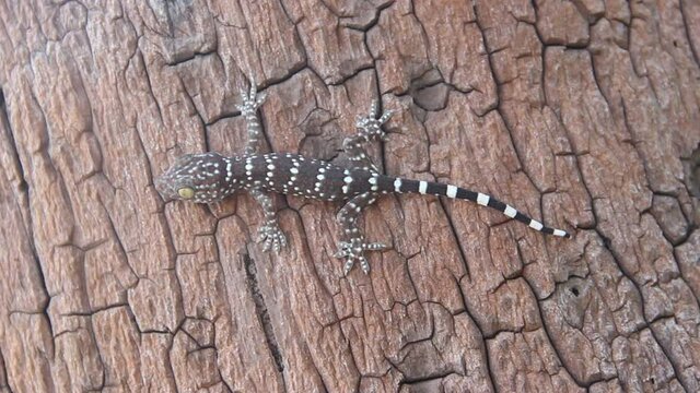 A gray-colored Toki Gecko (Gekko gecko) lurks on the bark of a Thailand tree. Close up

