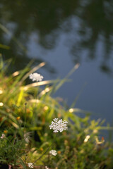 White wild flower growing by a river. Selective focus.