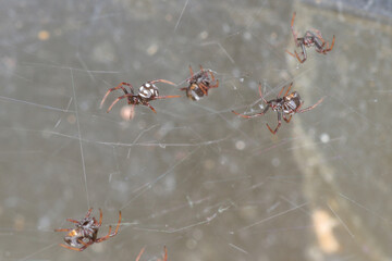 close-up/ macro of  little tiny spiders,Spiderlings,Slings crawling in the net. The european black widow Latrodectus tredecimguttatus