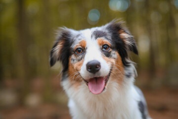 Süßer Australian Shepherd im Wald