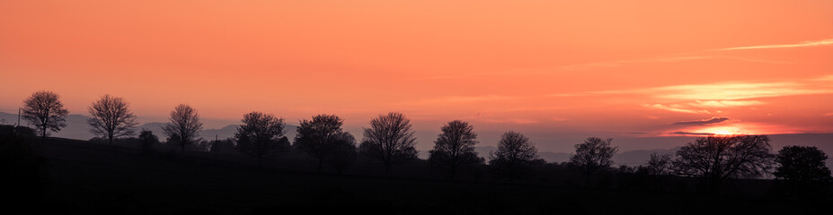 Fototapeta na wymiar Row of trees silhouette on sunset sky
