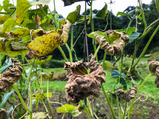 yellowed vines with cucumbers grow in the garden. borage leaves, farming. autumn harvest. cultivation of eco products, natural products, delicious vitamin food