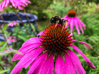 purple coneflower, pink flower growing in a flower bed. a large striped bumblebee sits on the flower. the insect extracts pollen. natural process of pollination of plants