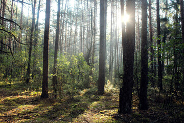 Fototapete bei efototapeten.de bestellen   