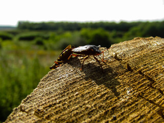 Coupling of shield bugs Carpocoris fuscispinus on the log post
