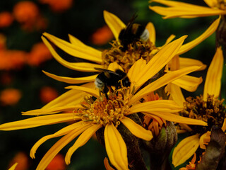 Two bumble bees sitting on yellow ragwort flowers