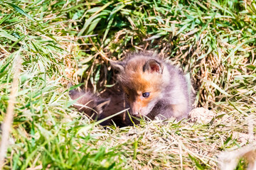 Fuchswelpen am Bau  -  Vulpes vulpes