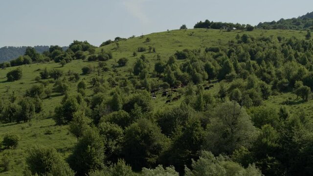 Group of cows grazing on green meadow, small forest and mount Karachay-Cherkess Republic