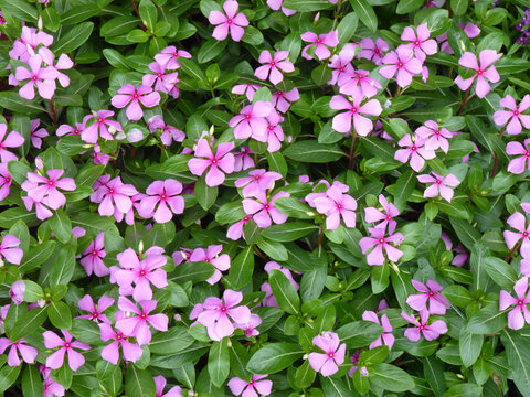 Beautiful pink Catharanthus roseus flowers in the garden