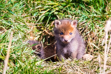 Fuchswelpen am Bau  -  Vulpes vulpes