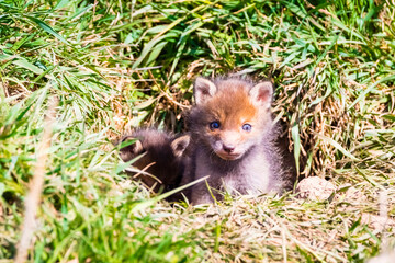 Fuchswelpen am Bau  -  Vulpes vulpes