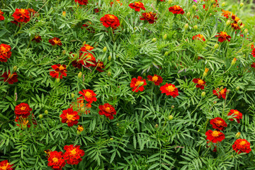 Tagetes bloom in the garden. Natural background, texture.