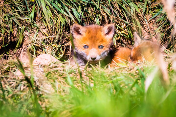 Fuchswelpen am Bau  -  Vulpes vulpes