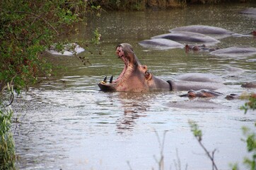 Fototapeta na wymiar Hippopotamus in the Serengeti park in Tanzania