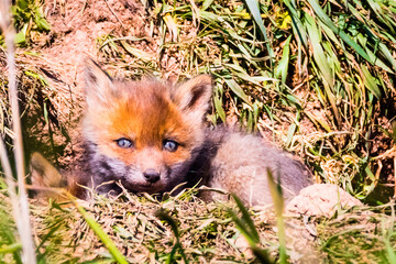 Fuchswelpen am Bau  -  Vulpes vulpes