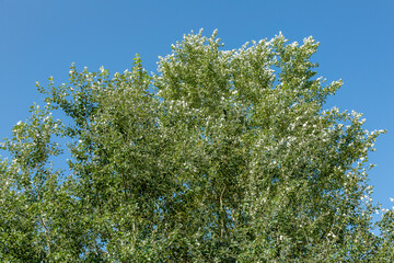 Green deciduous tree and blue cloudless sky in summer