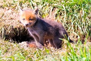 Fuchswelpen am Bau  -  Vulpes vulpes