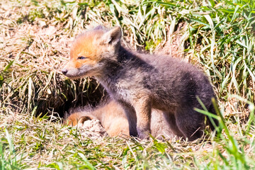 Fuchswelpen am Bau  -  Vulpes vulpes