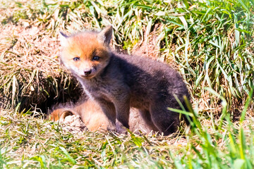 Fuchswelpen am Bau  -  Vulpes vulpes