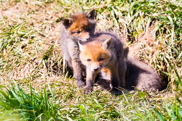 Fuchswelpen am Bau  -  Vulpes vulpes