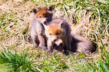 Fuchswelpen am Bau  -  Vulpes vulpes