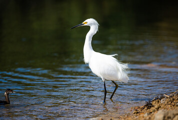 great white heron