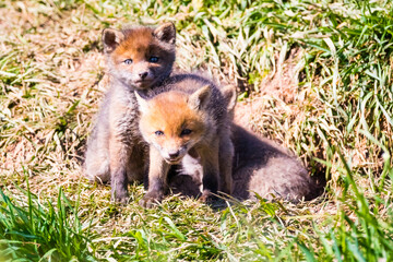 Fuchswelpen am Bau  -  Vulpes vulpes